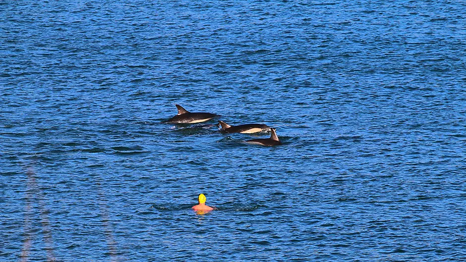 Harry gets up close to Myrtleville’s dolphins Image