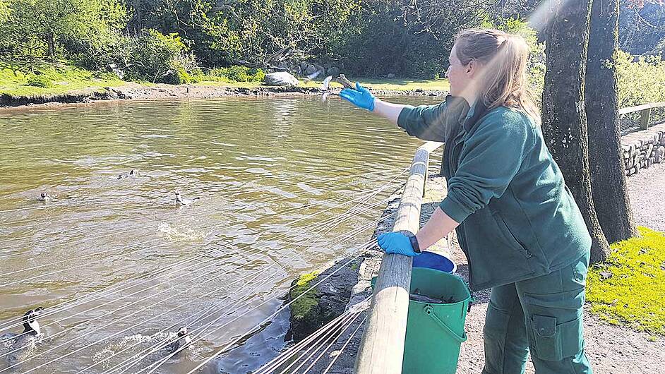 West Cork fish helps feed animals in Fota and Dublin Zoo Image