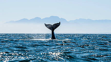 More research is needed on whale deaths Image