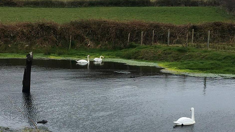 Farmer Billy has created his own swan lake – complete with a friendly croc! Image