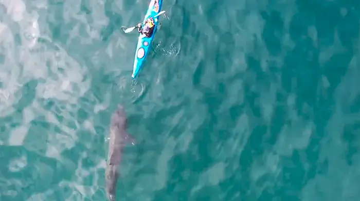 WATCH: Amazing footage of basking sharks captured off Red Strand Image