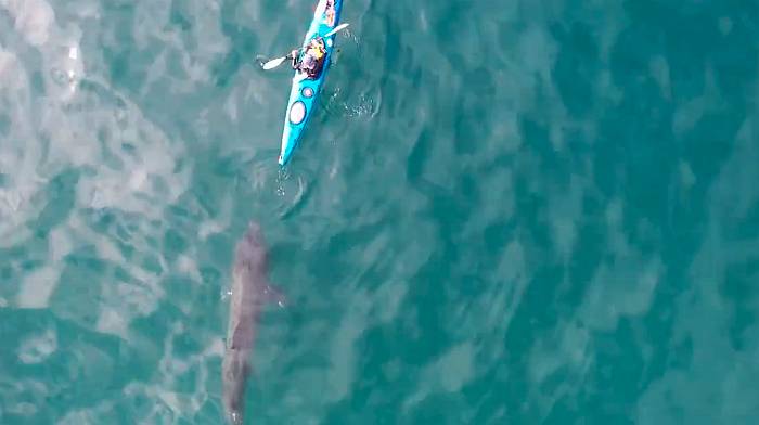 WATCH: Amazing footage of basking sharks captured off Red Strand Image