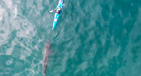 WATCH: Amazing footage of basking sharks captured off Red Strand Image