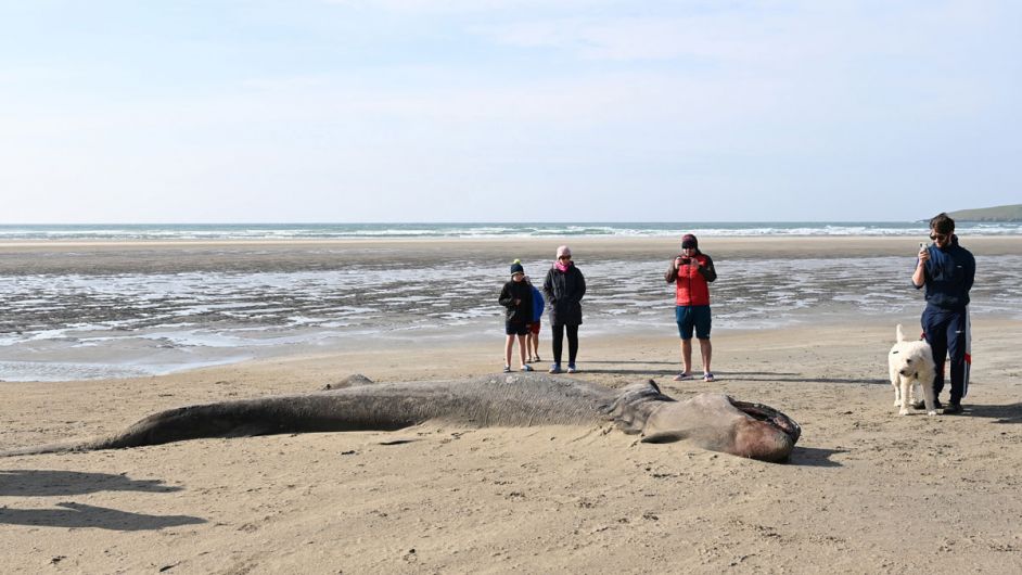 SAD SIGHT Basking sharks washed up Image