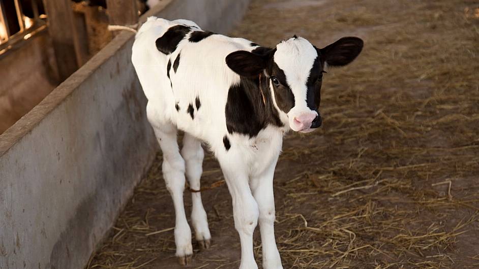 Spike in children’s stomach bug is linked to sookie calves Image