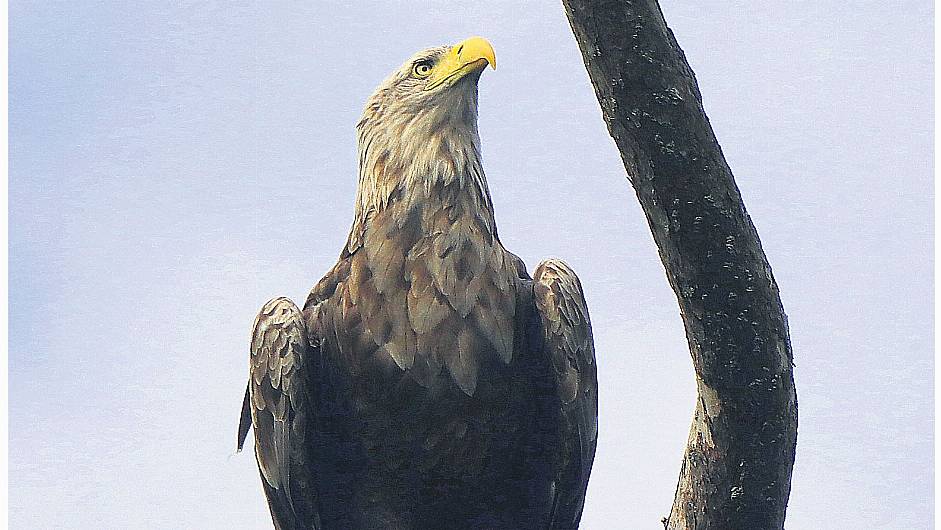 White-tailed eagles were disturbed by blaze Image