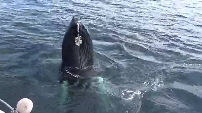 WATCH: Incredible footage shows the 'best sighting of humpback whales in the last 20 years' Image