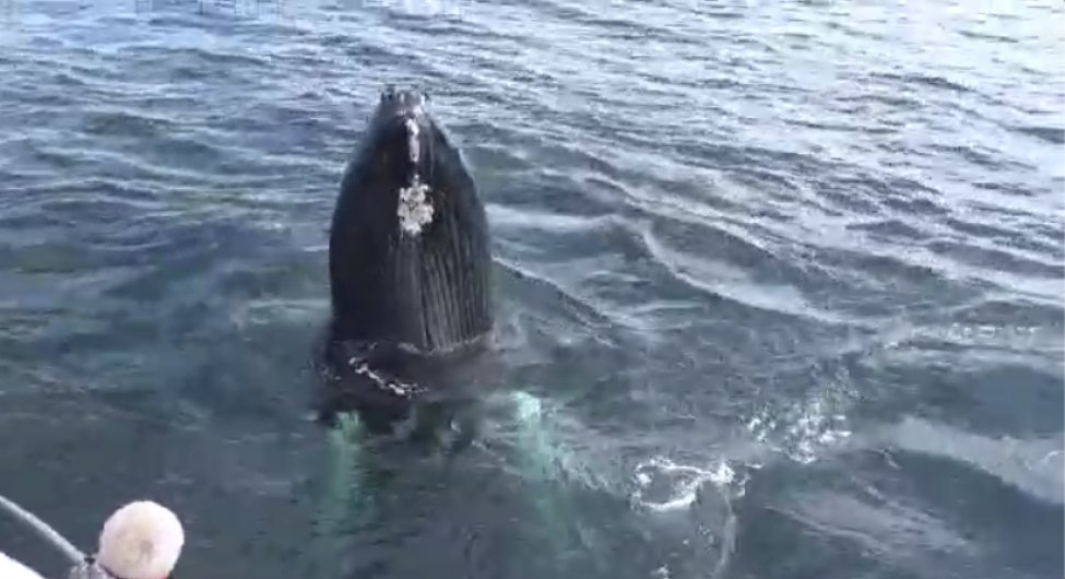 WATCH: Incredible footage shows the 'best sighting of humpback whales in the last 20 years' Image