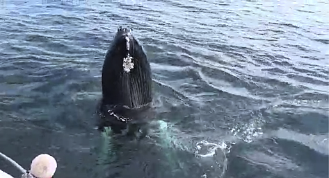 WATCH: Incredible footage shows the 'best sighting of humpback whales in the last 20 years' Image