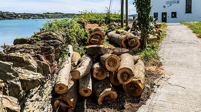 Trees felled ‘to improve view’ for holiday homes Image