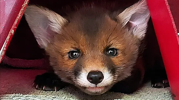 Increase in foxes visiting urban gardens since the outbreak of the pandemic Image