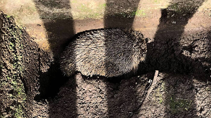 Durrus woman releases hedgehog behind bars Image