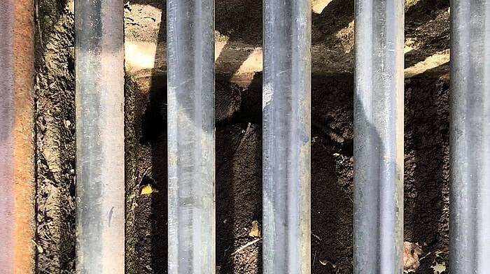 The rather plump hedgehog, who could hardly be seen at the bottom of the grate, curled into a ball to regroup before going on his merry way after yet another wildlife rescue by Deb Linch in Durrus.