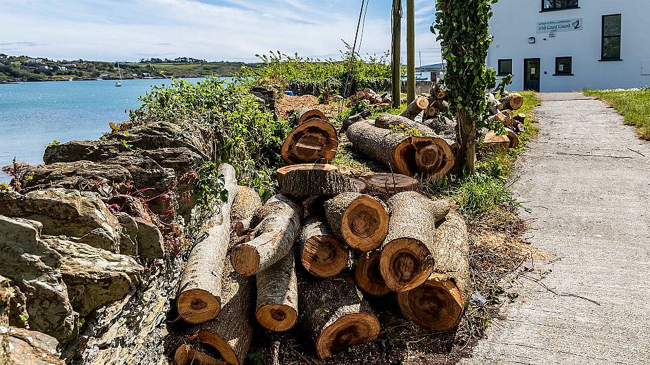 ‘We didn’t fell Schull trees’ say neighbouring residents Image