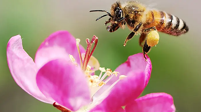 Fota has new Pollinator Trail Image