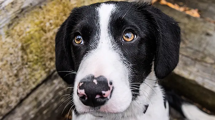 GALLERY: Molly the Sprollie is West Cork's Cutest Pet! Check out all the entries Image