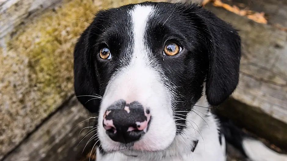 West Corks Cutest Pet for 2021, Molly the Sprollie from Castlefreke. Picture: Andy Gibson