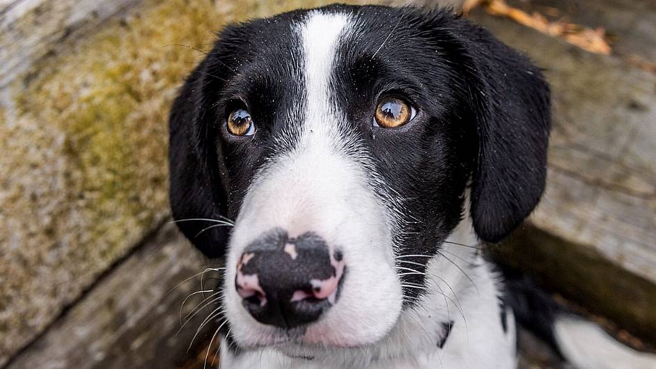 West Corks Cutest Pet for 2021, Molly the Sprollie from Castlefreke. Picture: Andy Gibson