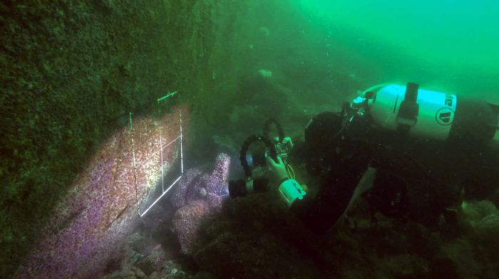 Lough Hyne’s disappearing sponges may be recovering Image