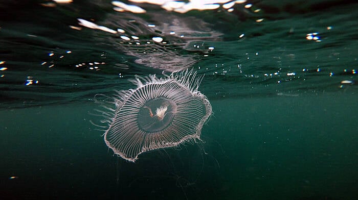 West Cork videos look deep into our amazing marine life Image