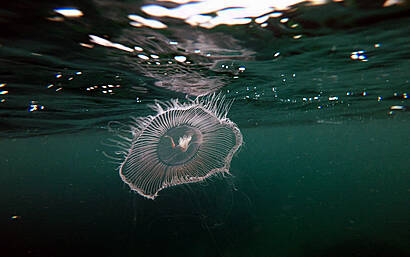 West Cork videos look deep into our amazing marine life Image