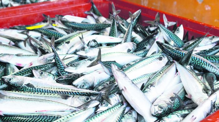 No more mackerel fishing this year as quota reached in June Image
