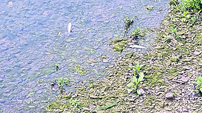 Investigation into deaths of 2,000 fish in River Ilen Image