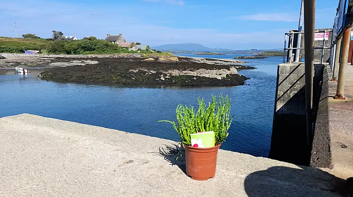 GALLERY: Access Credit Union Skibbereen and Bandon deliver curiosity and fun with new campaign Image