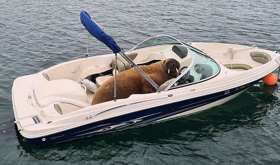 EXCLUSIVE: Wally photographed on yet another speed boat this morning Image