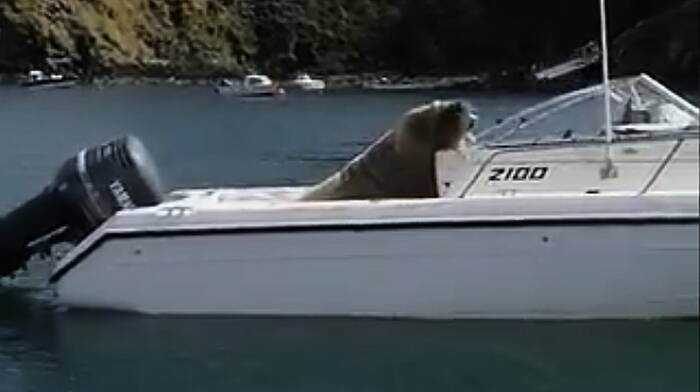 WATCH: Wally the Walrus makes his presence felt in West Cork Image