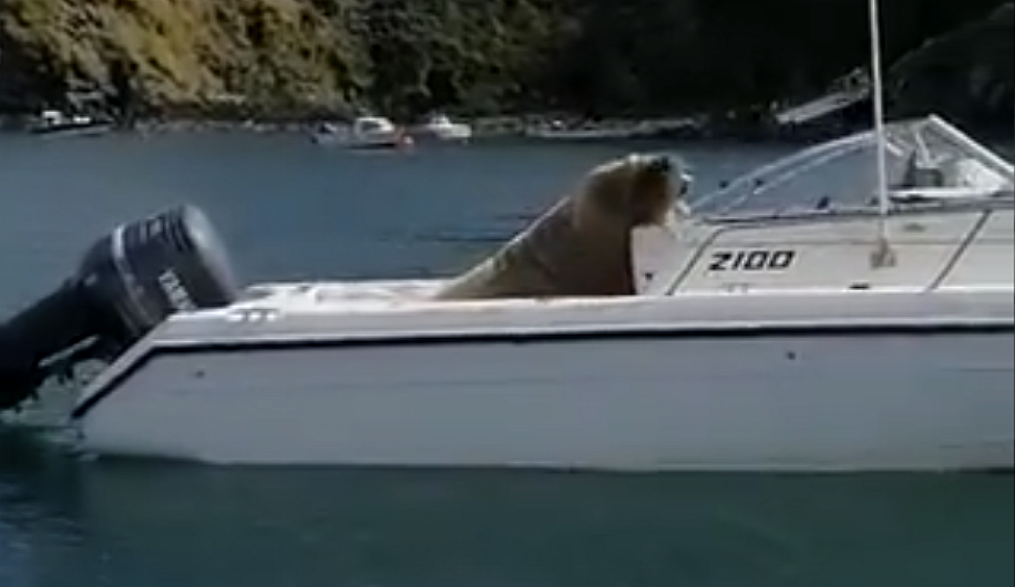 WATCH: Wally the Walrus makes his presence felt in West Cork Image