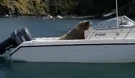 WATCH: Wally the Walrus makes his presence felt in West Cork Image