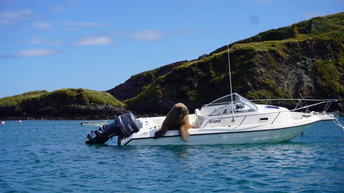 Where’s Wally? In West Cork of course! Image