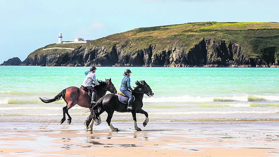 BEACH BUDDIES Galloping under Galley Head Image BEACH BUDDIES Galloping under Galley Head Image