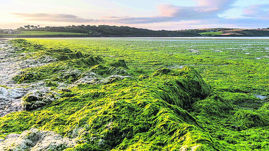 Coastal farms need proper buffers to prevent sea lettuce growth spurts Image