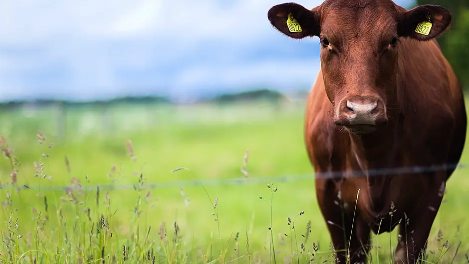 New policies needed to ensure the future of Irish beef farming Image
