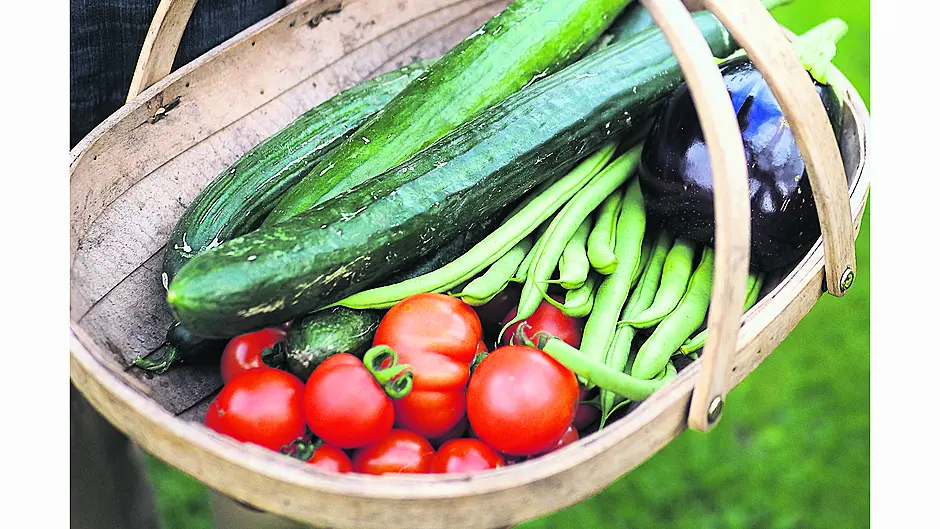 Gardening: Harvest crops every other day Image