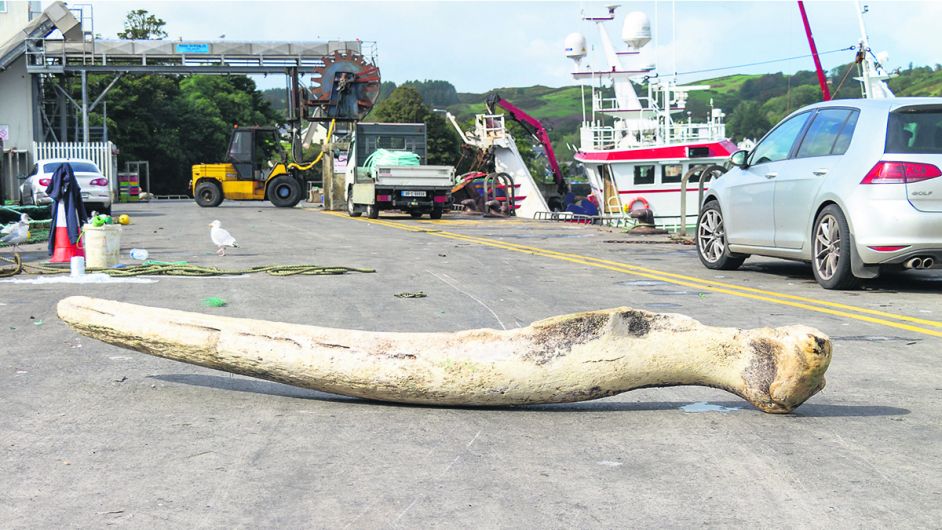 Skipper seeks a ‘good home’ for 2.5m whale bone landed in Union Hall Image
