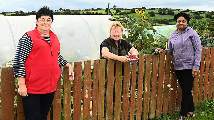 Bandon community allotments want to put down some permanent roots Image