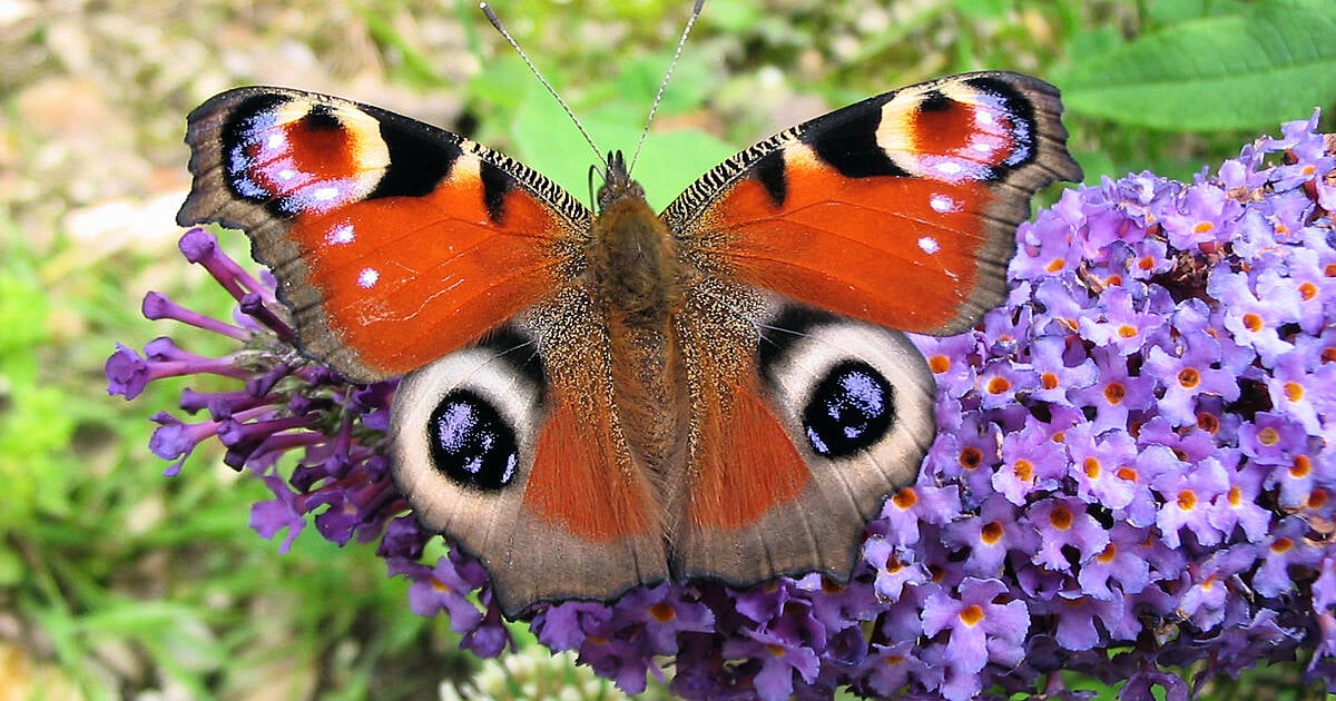 How to help our butterflies chill out safely this winter | Southern Star