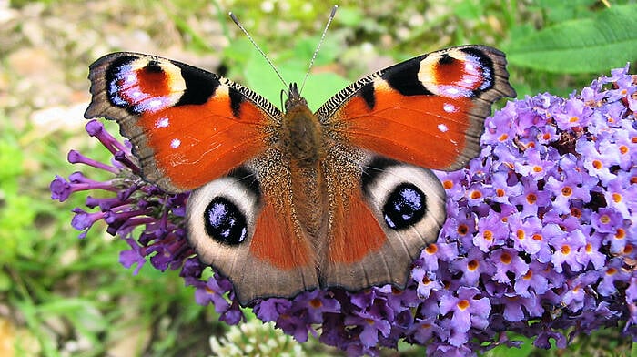 How to help our butterflies chill out safely this winter Image