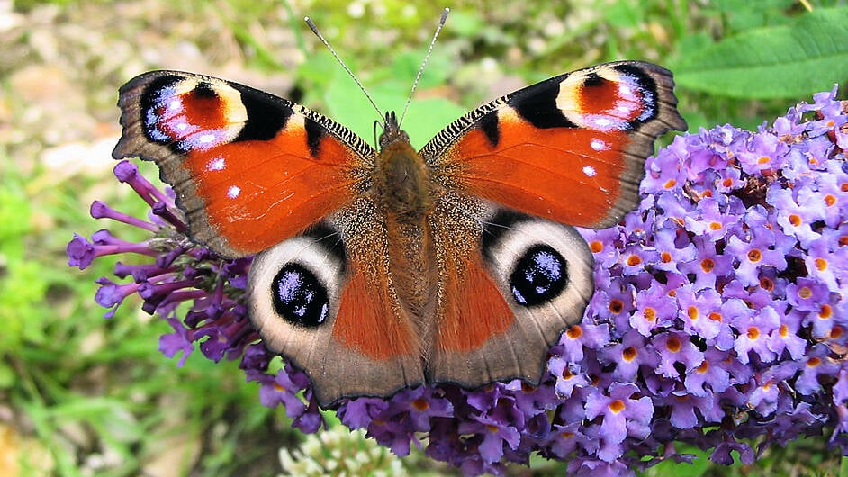 How to help our butterflies chill out safely this winter Image