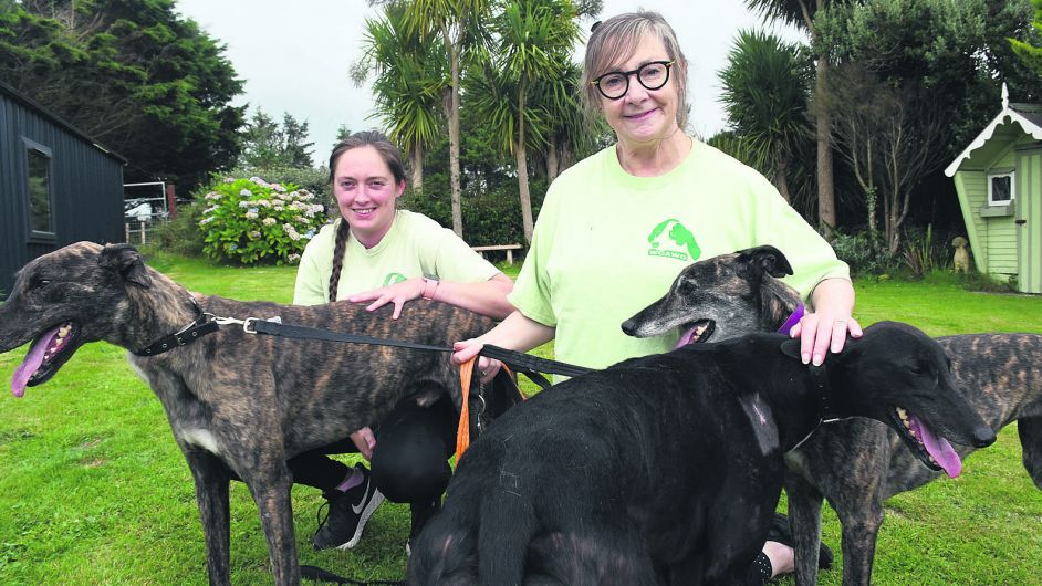 Ah go on, go on, and give a home to a greyhound, urges Fr Ted’s Pauline Image