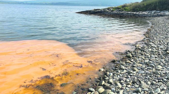 Local waters turn red after an outbreak of algal bloom Image