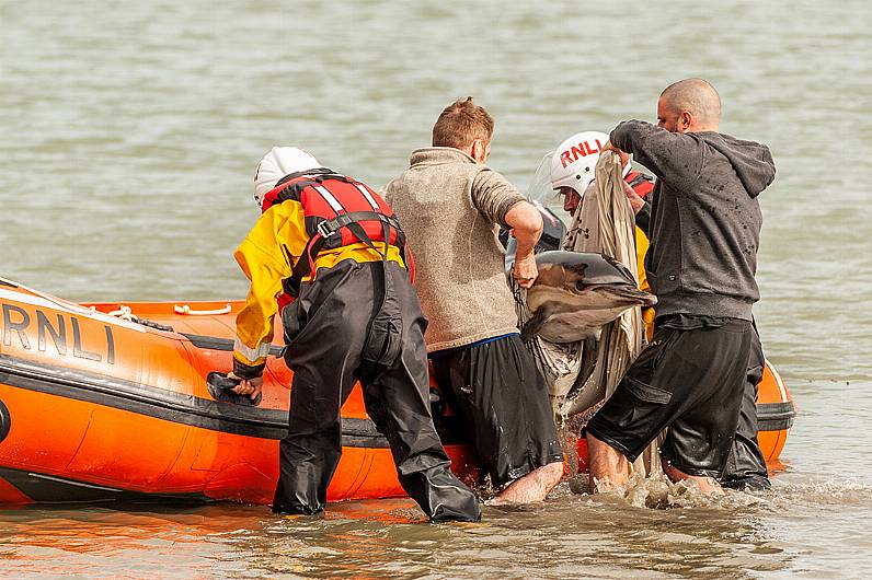 RNLI comes to rescue of stranded dolphin in Timoleague Image