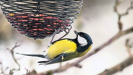 How to keep busy in the garden at this time of year Image