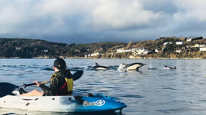 Feeding frenzy as dolphins galore make for Glandore Image