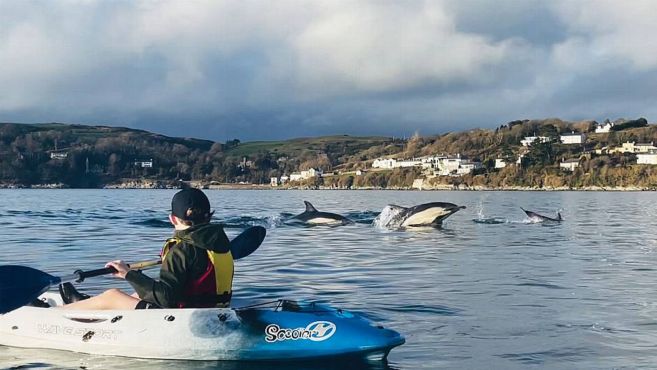 Feeding frenzy as dolphins galore make for Glandore Image