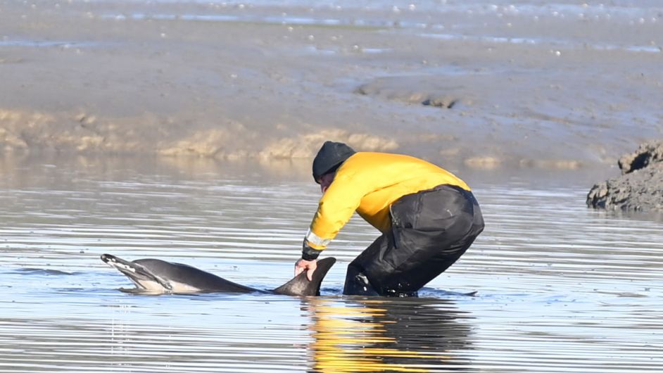 No happy ending for stranded dolphin Image