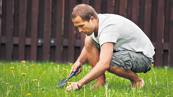 YOUR MENTAL HEALTH: Are you dealing with a dandelion? Image